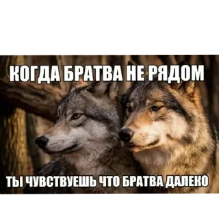 Sticker Цитатник Волка - 11