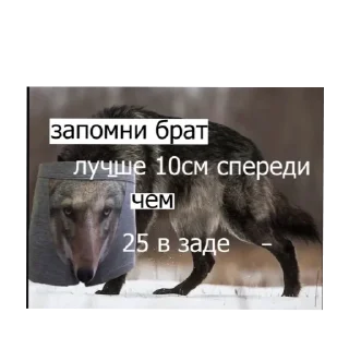 Sticker Цитатник Волка - 6