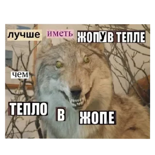 Sticker Цитатник Волка - 5