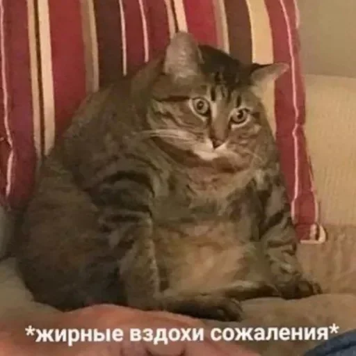 Стикер CjfXaWUUiJzv_by_stickers_stealer_bot - 1