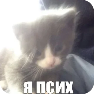 Sticker @stickeri_tg 💋<-- стикеры тут - 10