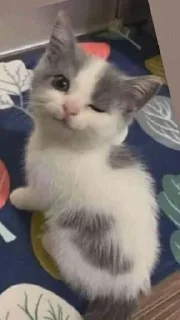 Sticker клоунада чья?моя - 5