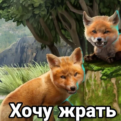 animal mammal fox