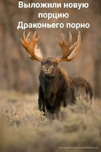 Стикер ClubnieClebni - 1