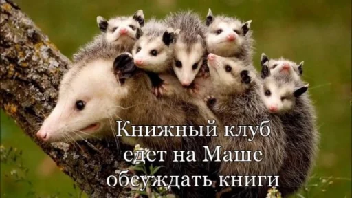 Стикер ClubnieClebni - 1