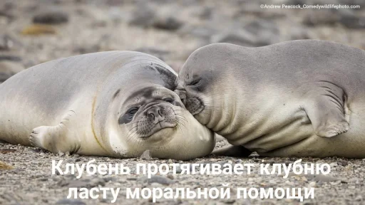 Стикер ClubnieClebni - 1