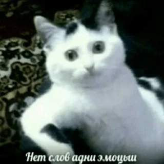 Sticker Для важных разговоров - 9