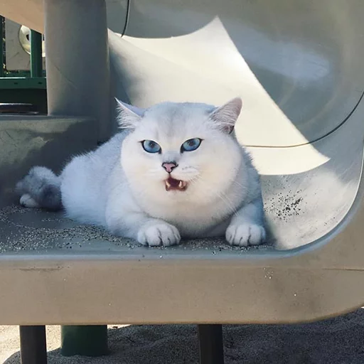 animal cat small to medium-sized cats