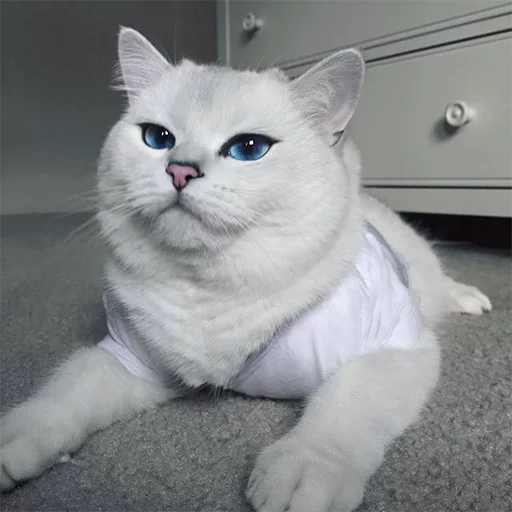 animal mammal small to medium-sized cats