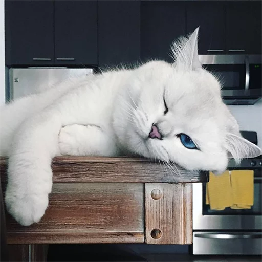 felidae small to medium-sized cats indoor