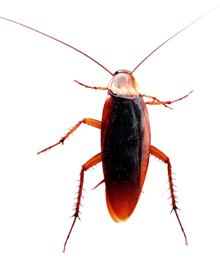 Sticker Cockroachwunan - 1