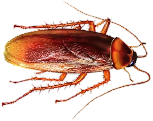 Cockroach - 