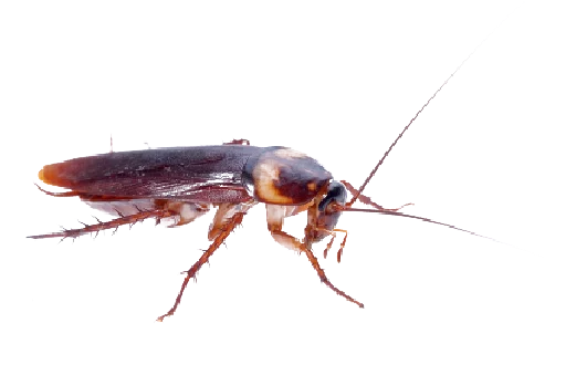 Sticker Cockroachwunan - 1