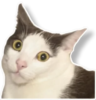 Стикер CODE Fluffy 🐑 - 5