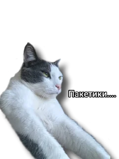 Стикер CODE Fluffy 🐑 - 9