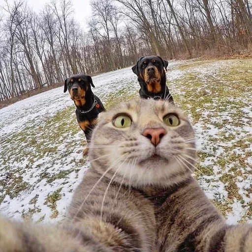 CogOrbsErect :: @fStikBot - 