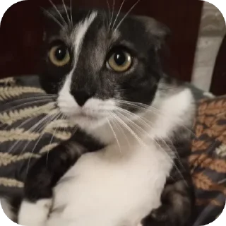 Стикер #суперпупермегадекагекафилюшок228 - 5