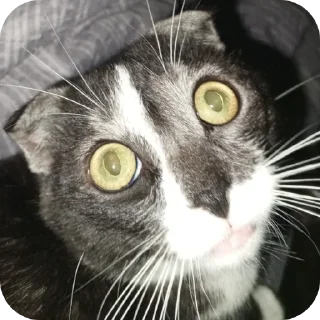 Стикер #суперпупермегадекагекафилюшок228 - 6