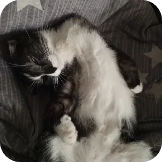 Стикер #суперпупермегадекагекафилюшок228 - 4