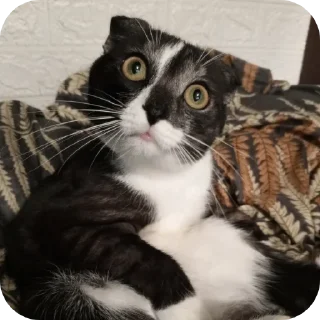 Стикер #суперпупермегадекагекафилюшок228 - 9