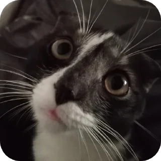 Стикер #суперпупермегадекагекафилюшок228 - 1