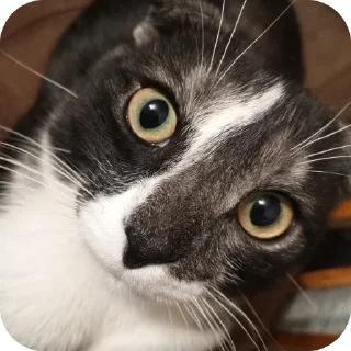 Стикер #суперпупермегадекагекафилюшок228 - 11