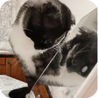 Стикер #суперпупермегадекагекафилюшок228 - 2