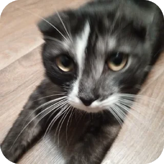 Стикер #суперпупермегадекагекафилюшок228 - 8