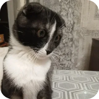 Стикер #суперпупермегадекагекафилюшок228 - 7