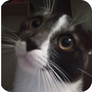 Стикер #суперпупермегадекагекафилюшок228 - 10