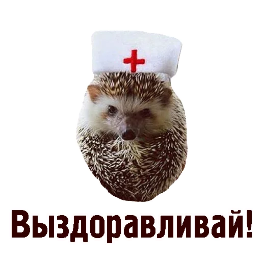 СМС животное ёж