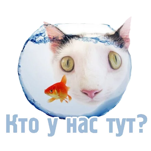 кошка рыба золотая рыбка