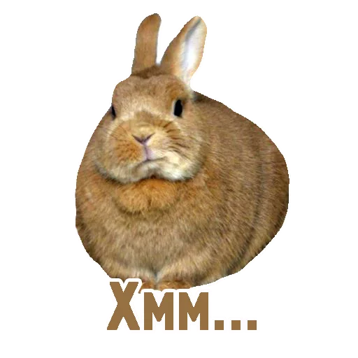 животное млекопитающее кролик