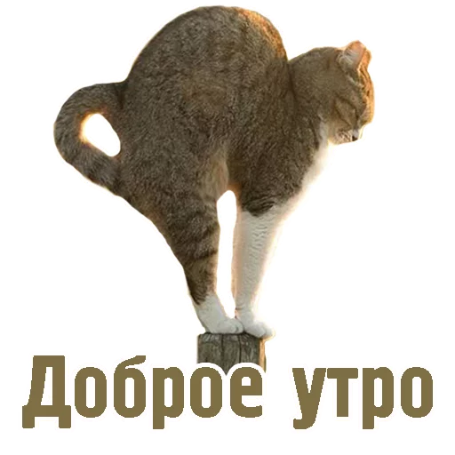 TCA - животное