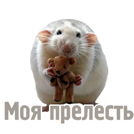 животное млекопитающее грызун