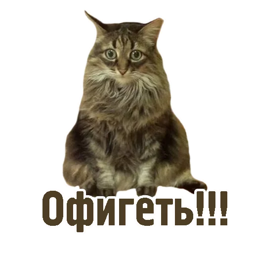 животное млекопитающее кошка