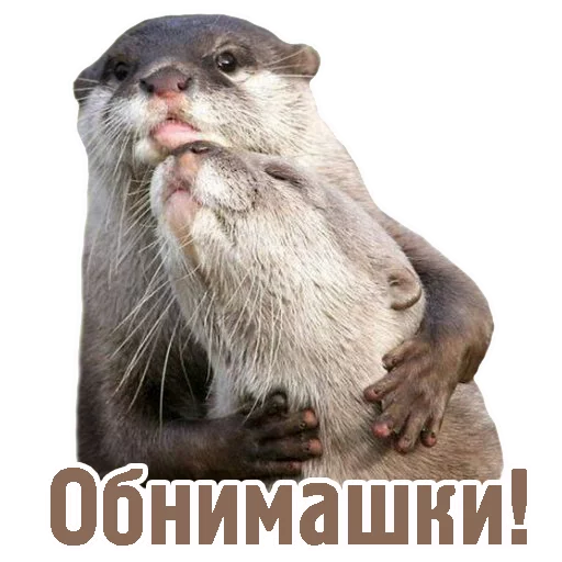 животное млекопитающее рыло