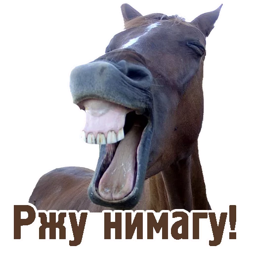 животное млекопитающее рыло