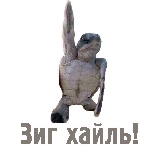 СМС млекопитающее плакат