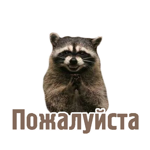 животное млекопитающее енот