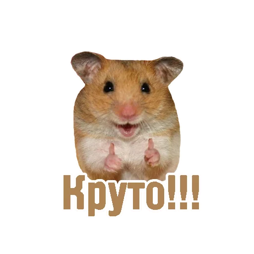 млекопитающее хомяк животное