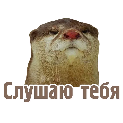 животное млекопитающее мустелины