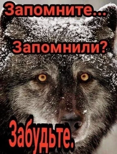 СМС животное млекопитающее