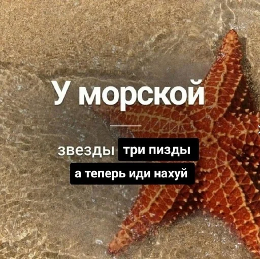 животное беспозвоночный иглокожий