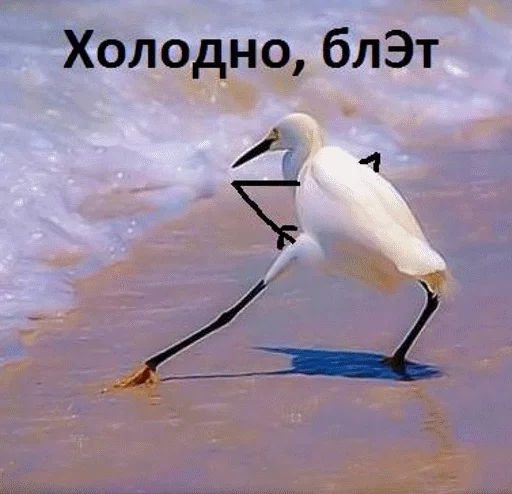 aquatic bird bird animal