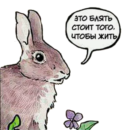text bunny animal