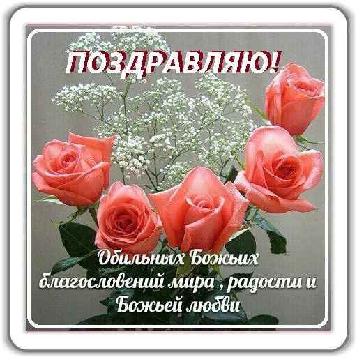 СМС роза садовые розы