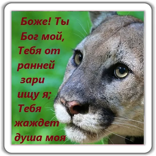 животное млекопитающее пума