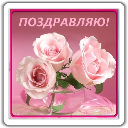 лепесток садовые розы розовый