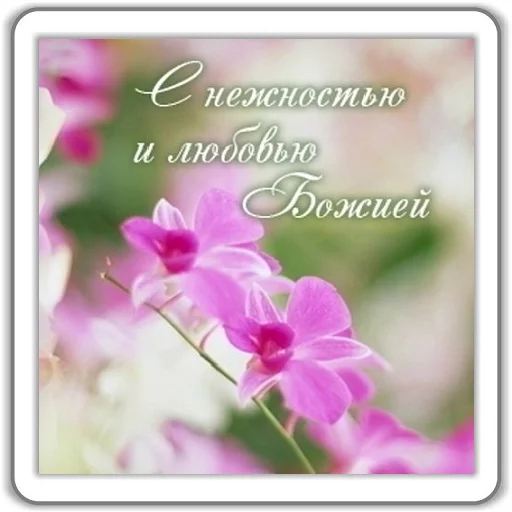 цветок растение лепесток